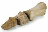 Composite Fossil Hadrosaur Toe (II - , & ) - Montana #352098-1